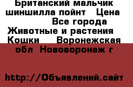 Британский мальчик шиншилла-пойнт › Цена ­ 5 000 - Все города Животные и растения » Кошки   . Воронежская обл.,Нововоронеж г.